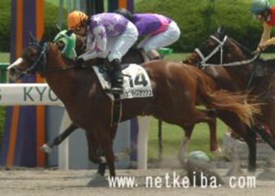 �T�����C�Y���b�V�����inetkeiba.com�j
